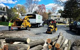 Best Tree Cabling and Bracing  in Brielle, NJ