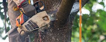 Best Leaf Removal  in Brielle, NJ