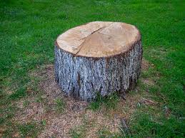 Tree and Shrub Care in Brielle, NJ