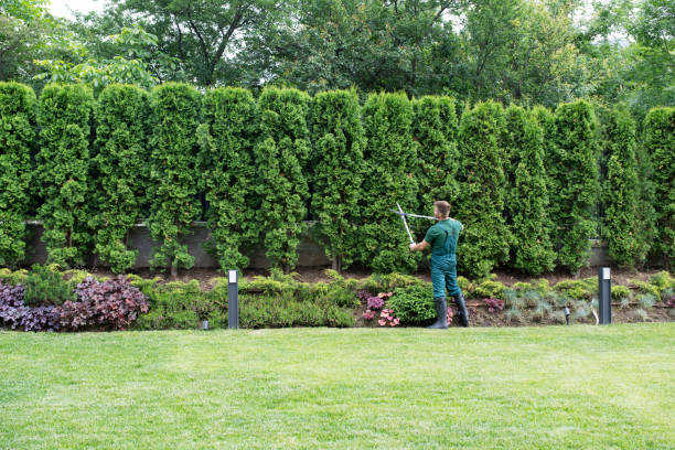 Best Lawn Renovation and Restoration  in Brielle, NJ