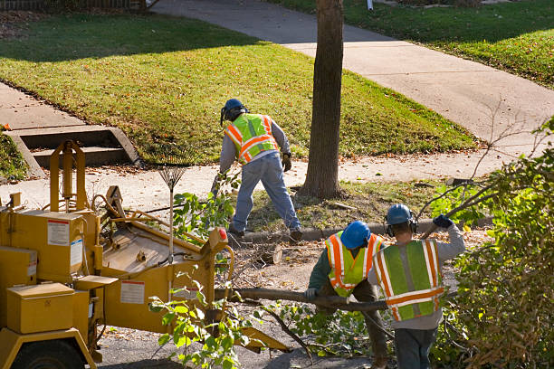  Brielle, NJ Tree Removal Pros