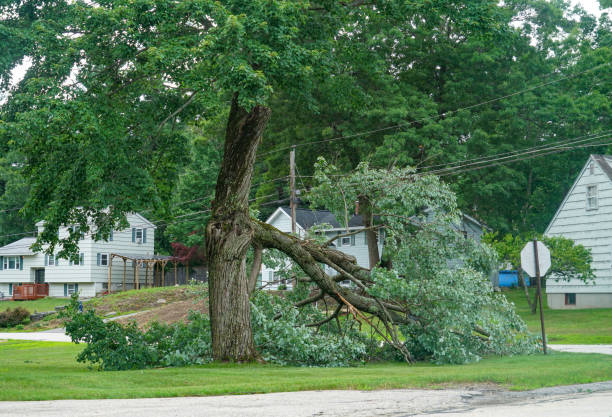 Brielle, NJ Tree Removal Company
